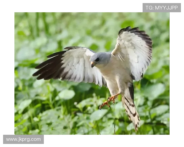 费拉拉鹰挑战莱尼亚诺青蛙 确定胜负命运